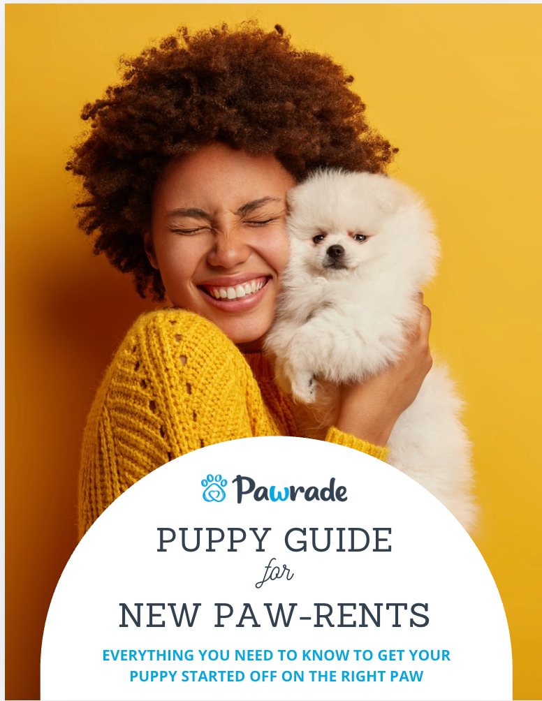 Turning the Customer Journey Into Content: New Puppy Guide, image 2